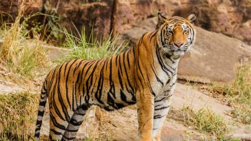 International Tiger Day