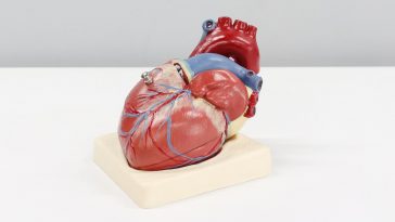 World Heart Day 2021: Using Heart to Connect, Busting Myths, and Taking Care of the Heart
