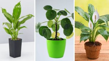 House Plants Indoor Plant Trends for 2022