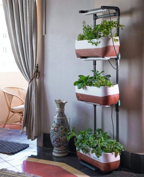 Hydroponics for Home