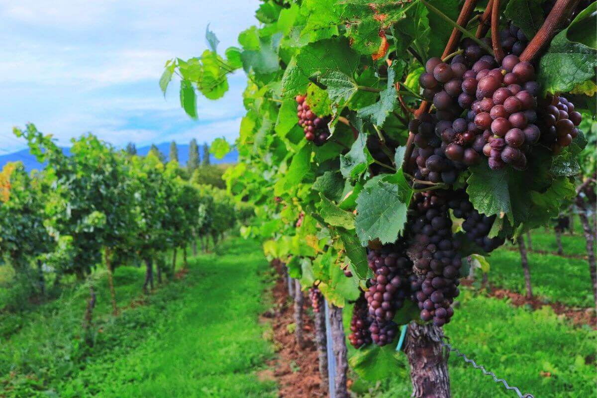 9 Famous Vineyards in India You Should Visit